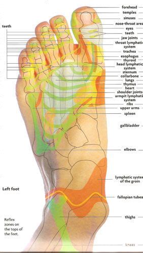 Reflexology Foot Reflexology And Reflexology Points On Pinterest