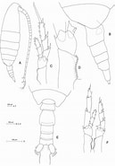 Afbeeldingsresultaten voor "calanus Australis". Grootte: 129 x 185. Bron: www.researchgate.net