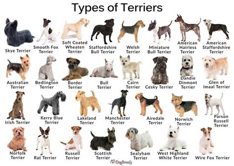 terrier dog breed types  pictures dogbreedscom terrier