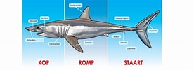 Afbeeldingsresultaten voor blinde haai Anatomie. Grootte: 276 x 100. Bron: natuurwijzer.naturalis.nl