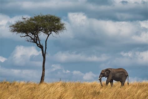 On Safari In Tanzania The Ultimate Wildlife Experience