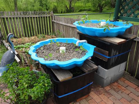 australia aquaponics aquaponic farming