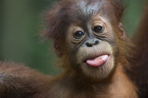 orangutans sos sumatran orangutan society