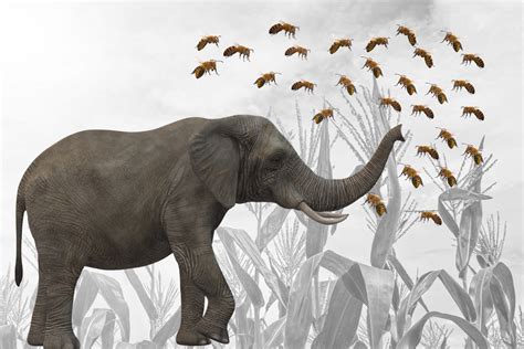 Bees A Solution To Human Elephant Conflict Africa Geographic