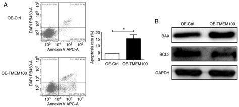 Tmem100 Induces Cell Death In Non‑small Cell Lung Cancer Via The