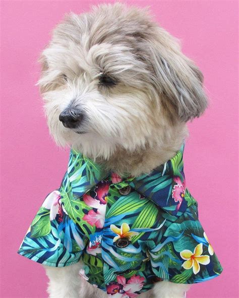 dogs wear clothes insight   controversial topic dog