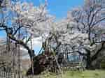 しずかの桜 に対する画像結果.サイズ: 150 x 112。ソース: yumeshishu.air-nifty.com