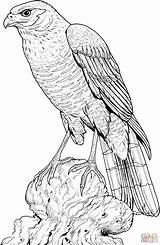 Hawk Perched Falke Ausmalbild Hawks Supercoloring Sitzender 1728 Colorear 2653 Colouring Cooper Designlooter Zeichnungen Carving Kategorien Aves sketch template