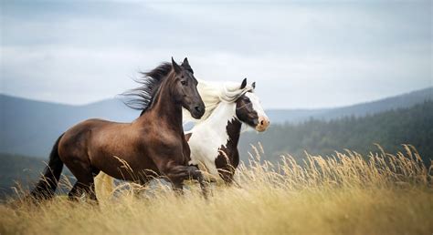 horses   pasture