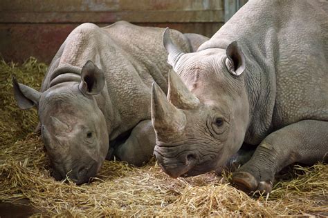 rhinos   zoo image  stock photo public domain photo cc images
