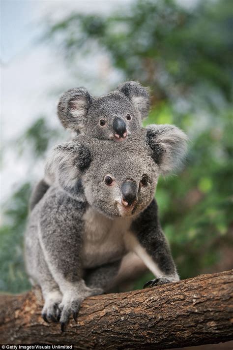 koalas sex lives revealed after marsupials are fitted