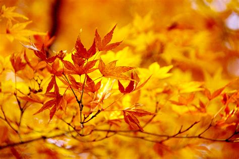 colored leaves neighboring colored leaves rikugi en garde flickr