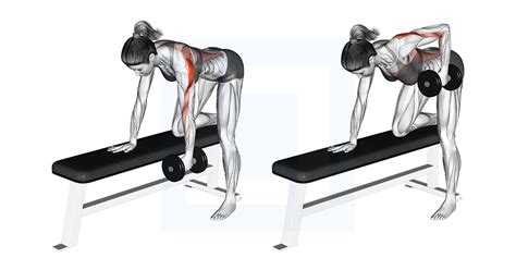 Dumbbell One Arm Bent Over Row Guide Benefits And Form