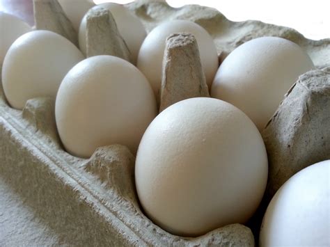 dozen eggs  stock photo public domain pictures