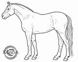 Horse Lineart Horses Coloring Deviantart Pages Arabian Drawings Quarter Line Pony Spirit Walking Adult sketch template