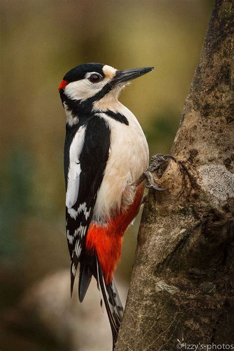 flickr spotted woodpecker pet birds birds