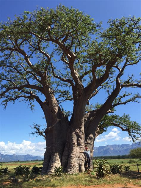 Baobab Tree In Hoedspruit 巨木 バオバブ