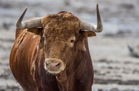 ce  les eleveurs de taureaux ne disent pas  corrida