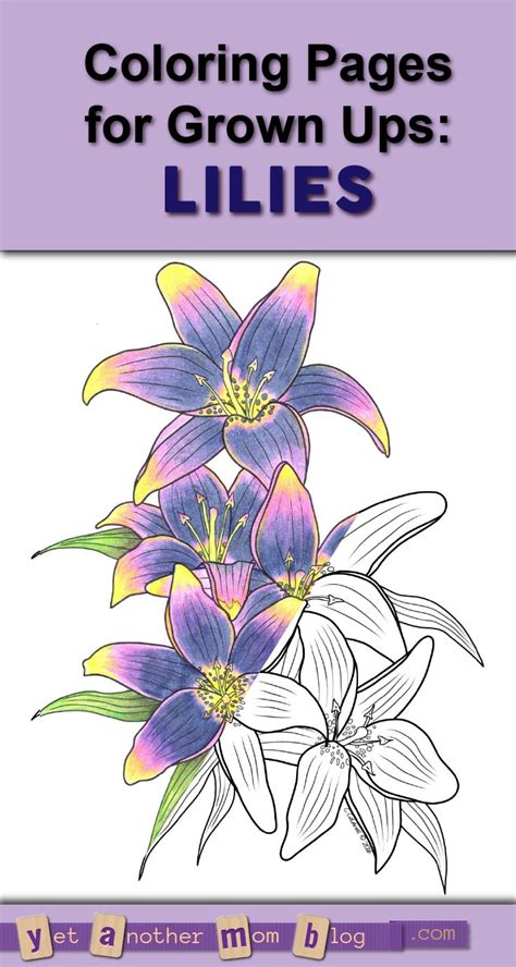 coloring page lilies   mom blog
