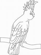 Coloring Pages Cockatoo Birds Cockatoos Colouring Exotic Kids Color Card Sheets Printable Recommended sketch template