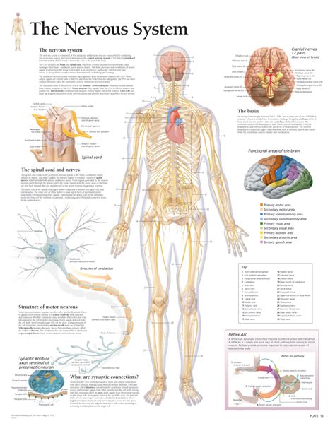 nervous system scientific publishing