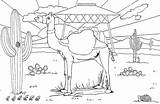 Coloring Pages Camel Desert Landscape Cacti Fascinating Children Animals sketch template