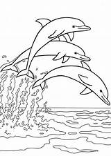 Dolphin Tulamama sketch template