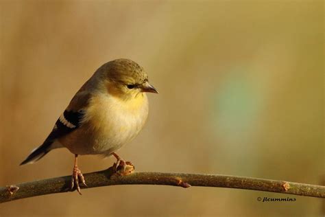 image result  birds  washington state  birds goldfinch avian