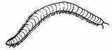 Millipede Coloring Pages Milipede Color Animals Sheet Animal Print sketch template