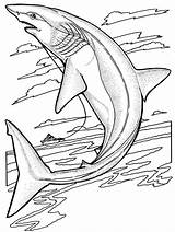 Shark Coloring Pages Whale Printable Kids sketch template