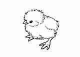 Kuikentje Dieren Poussin Chickens Tekeningen Clipart Coloring4free Ren Vogels Bestcoloringpagesforkids Colorier sketch template