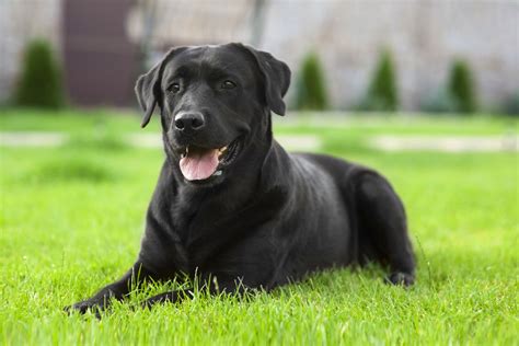 pictures  cute black dogs