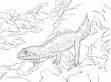 Gecko Getcolorings Lizard sketch template