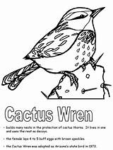 Wren Coloring Cactus Arizona Pages State Bird Printable Popular Template Birds sketch template