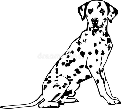 dalmatian dog sitting stock illustration illustration  people