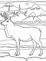 Coloring Elk Pages Mountain Rocky Mountains Drawing Pencil Color Part Drawings Deer Printable Getdrawings Getcolorings Print Popular sketch template