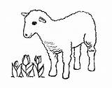 Sheep Coloring Pages Animal sketch template