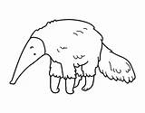 Anteater Coloring Furry Colorear Coloringcrew Drawing Getdrawings sketch template