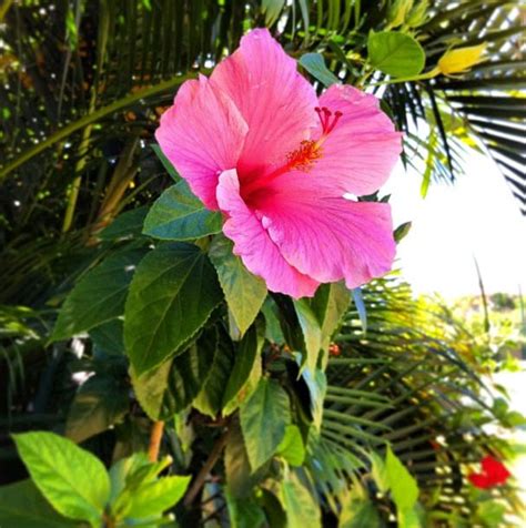 Pretty Pink Hibiscus Flower In Jamaica Flowers Nature Travel