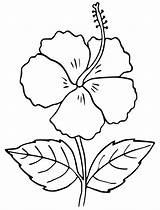Hibiscus Bunga Leaves Halaman Tulipanes Mewarnai Disimpan sketch template