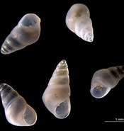 Afbeeldingsresultaten voor "odostomia Turrita". Grootte: 175 x 185. Bron: www.flickr.com