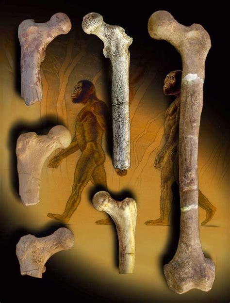 human ancestor   chimp   thought  archaeology news network