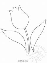 Tulip Template Coloring Flowers sketch template