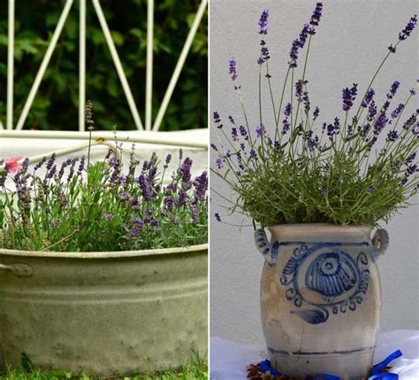 growing organic lavender  pots  containers gardening tips