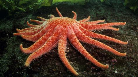 starfish  member  echinoderm