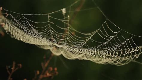 stock video  spider web shaking  wind   shutterstock