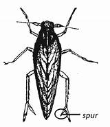 Planthopper Planthoppers Leafhoppers Management Agriculture Brown sketch template