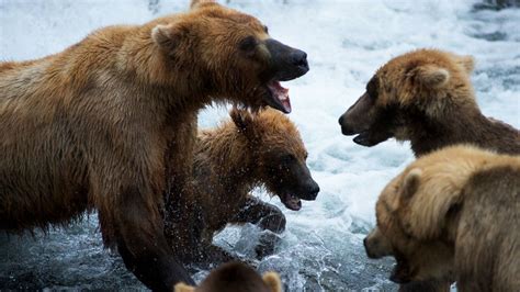 expedition kodiak  expedition wild national geographic