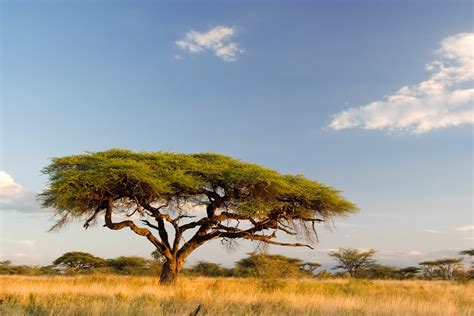 african landscape wallpapers group