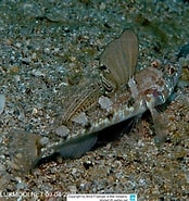 Image result for "deltentosteus Colonianus". Size: 174 x 185. Source: www.reeflex.net
